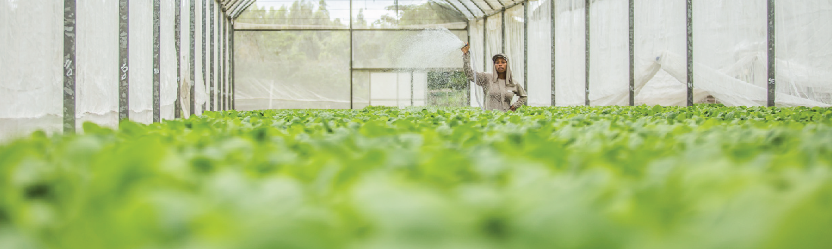 OUR COMPANY DANNEMANN Tobacco • Excellence • Craft